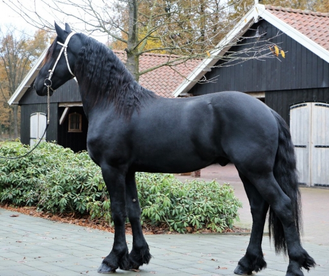 Our friesian stallion Tabe is a real eye catcher