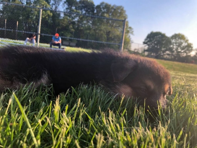 German Shepherd Puppies