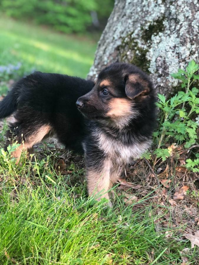 German Shepherd Puppies
