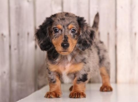 Quality Dachshund puppies for adoption.