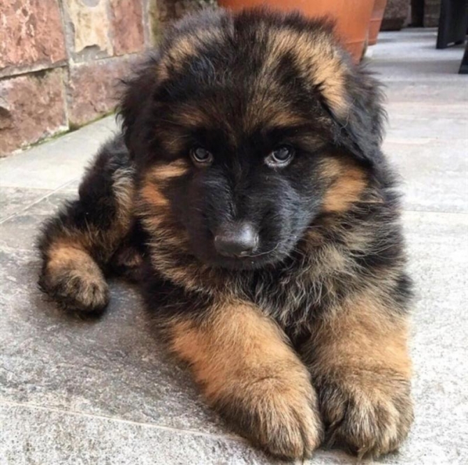 Staggering Ckc German Shepherd Puppies Available