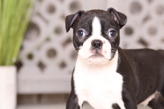Caring Boston terrier puppies ready to go for new homes 