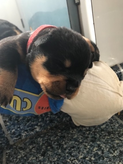 Kc Rottweiler Puppies Text only ?505-395-6278?