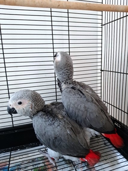 African Grey Parrot Hand Tame With Certificate