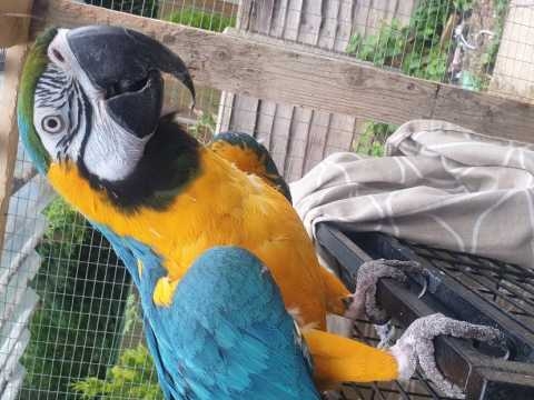 Blue And Gold Macaw Now Available Male And Female . Text Only At 19292901025