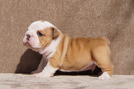 Purebred Adorable Akc English Bulldog Available
