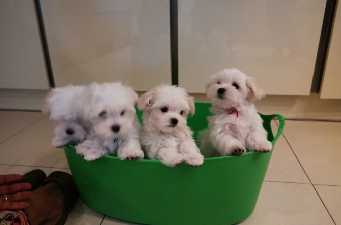 Beautiful Tiny Maltese Puppies