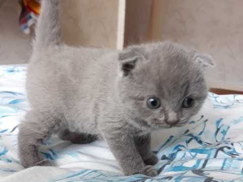 Scottish Fold And Straight Ears Kittens ready to go 