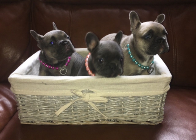 registered French Bulldog Puppies  '}]