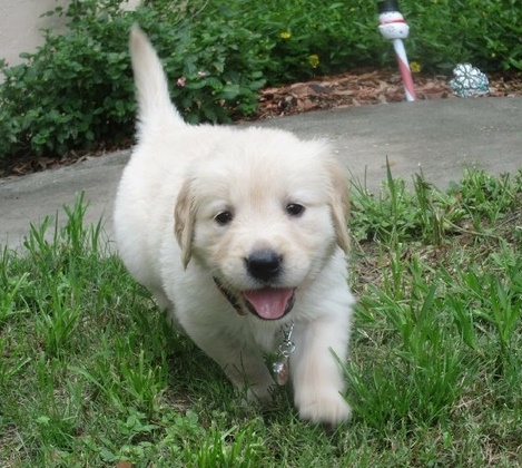 Cute Golden retriever puppies available