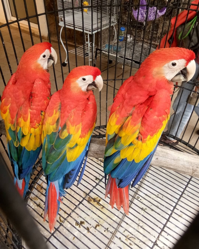Macaws Parrots for sale. Whatsapp:19379092410 