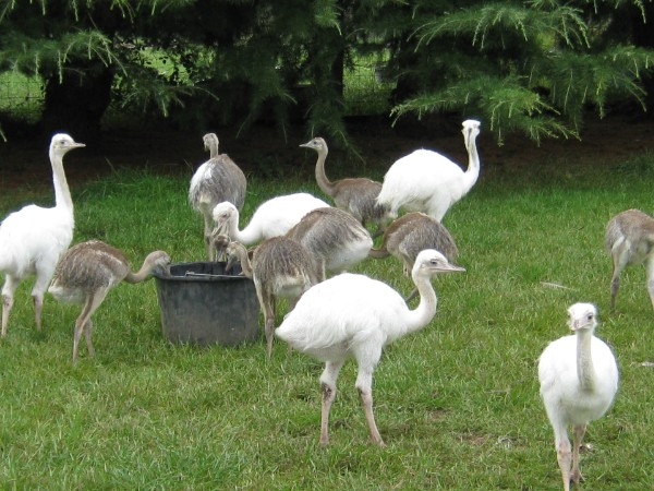 Ostriches, Emus ,Rheas  and their eggs 