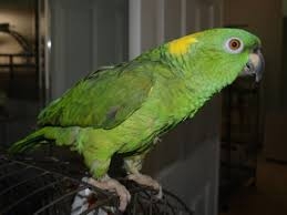  amazon parrot