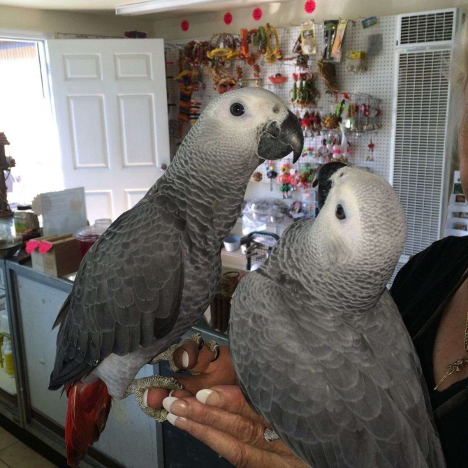 Hand Tamed African Grey Parrot With Cage