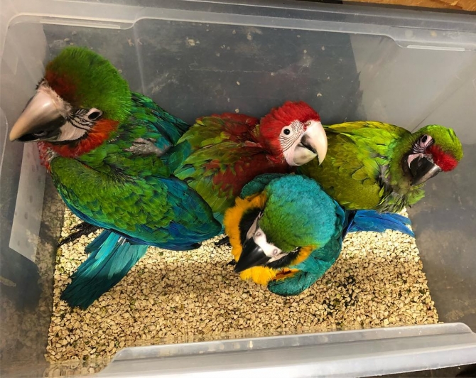 Macaw Parrot For Sale
