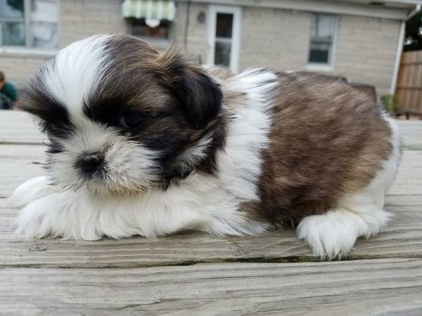 Adorable Shih Tzu Puppies! For Sale