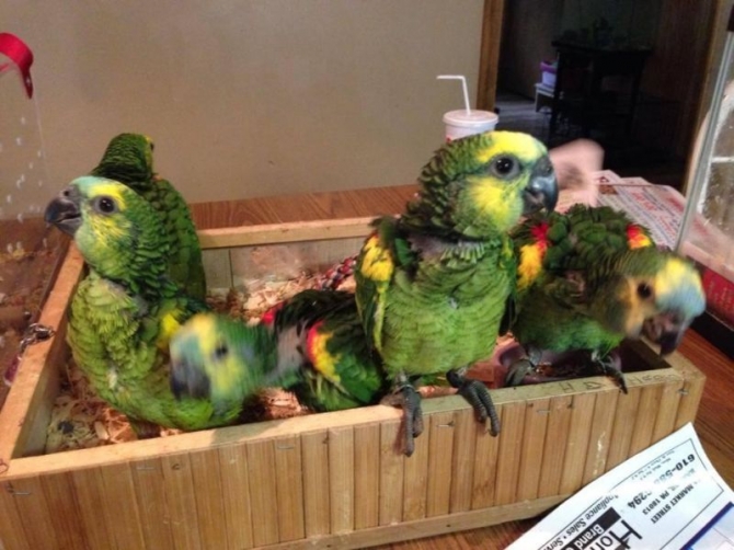 Lovely And Friendly Amazon Parrot For Sale 