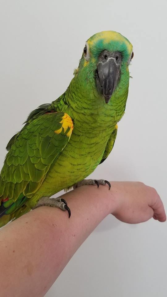 Lovely And Friendly Amazon Parrot For Sale 