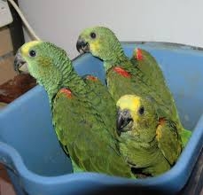 Lovely And Friendly Amazon Parrot For Sale 