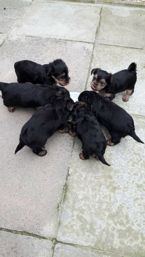 Lovely Teacup YORKSHIRE TERRIER puppies