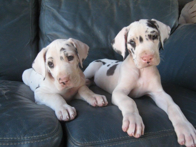 Cha Cha Great Dane Puppies available