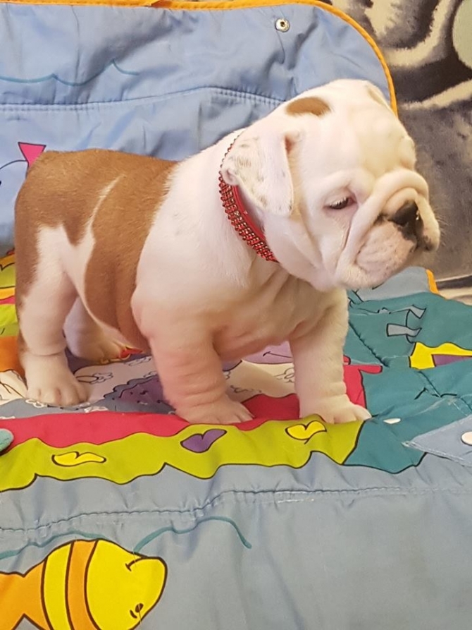lovely Male  Female! English bulldog puppies Serious buyers only