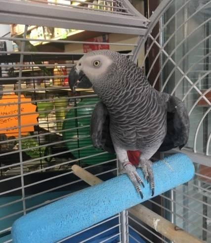 ~ !! Two African Grey Parrots for sale 