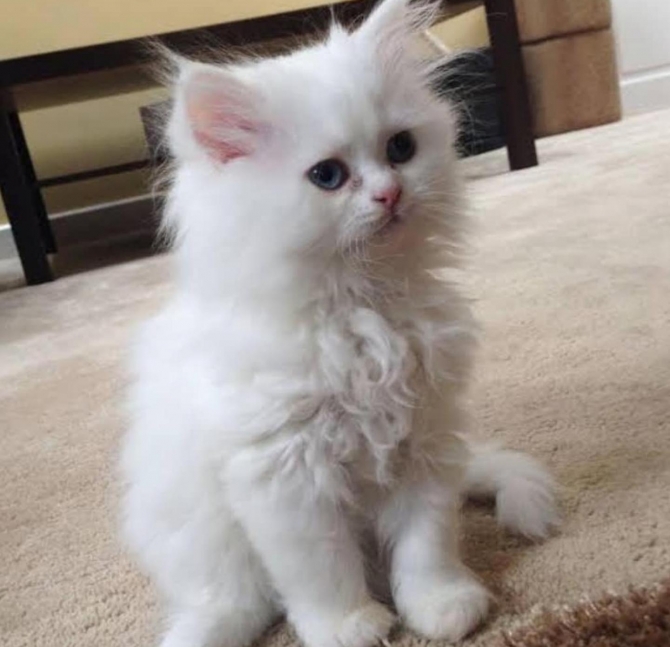  Cute Persian Kittens For Sale