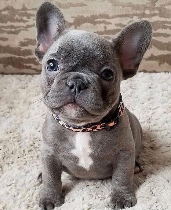 Pure French Bulldog Puppies Available