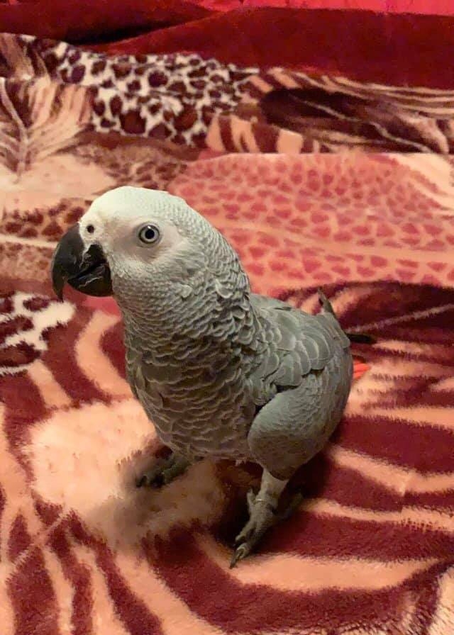 African grays parrot for sale 