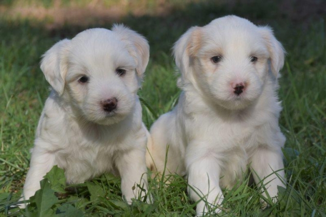 Beautiful Tibetan Terrier puppies....