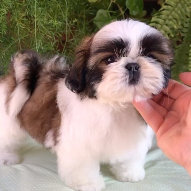 Shit Zu Puppies For Sale Akc Registered