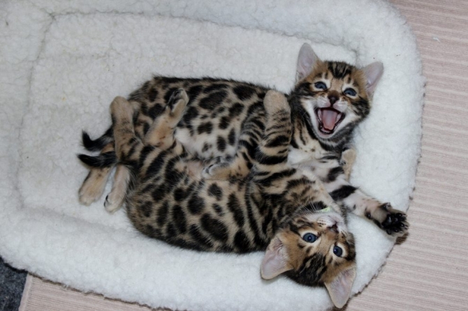 Serval,savannah  and Bengal kittens available for new homes.
