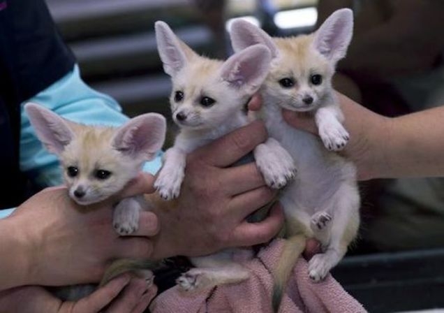 Extra Charming Fennec fox  available