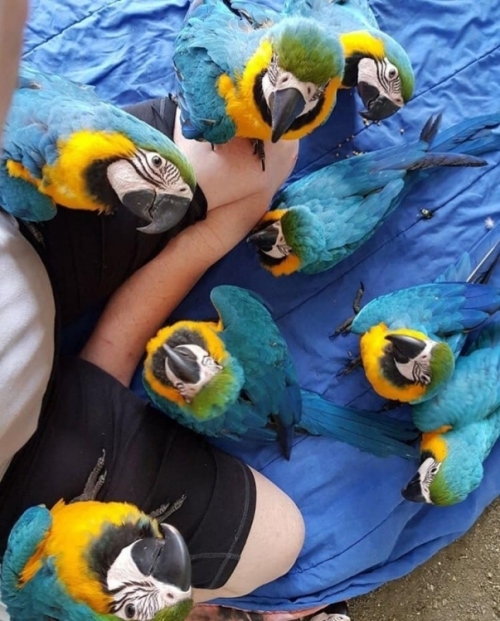 https:exorticpetshop.comproductbuy-blue-and-gold-macaw