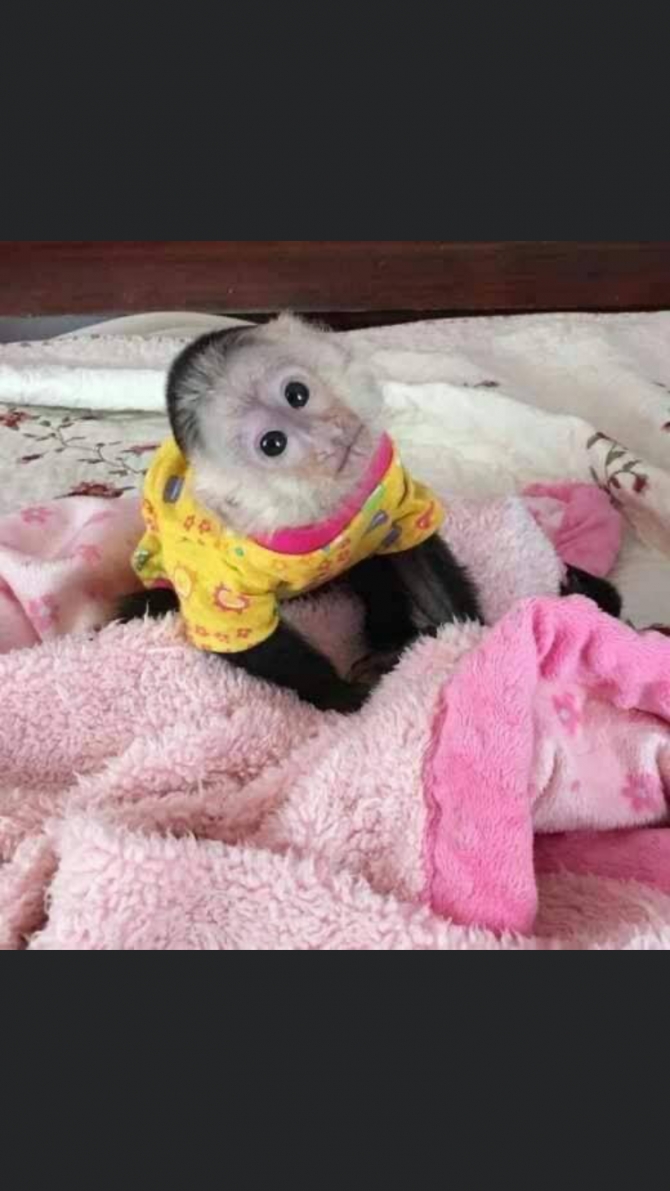 Looking To Adopt A Baby Capuchin Monkey 