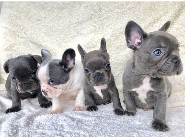 BLUE FRENCH BULLDOG PUPPIES ANCHORAGE For sale Anchorage