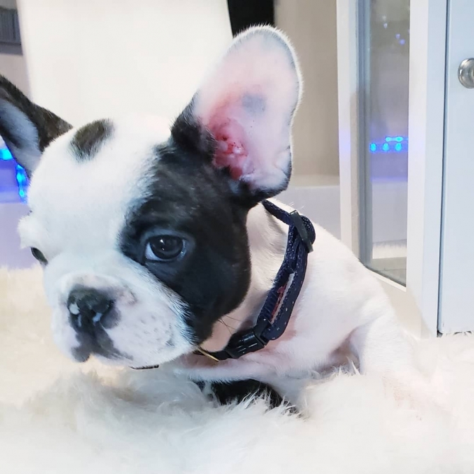 TWO AWESOME TCUP FRENCH BULLDOG PUPPIES ATLANTA For sale