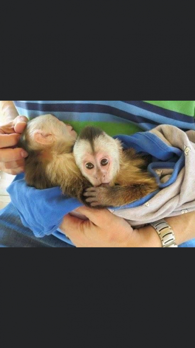 Looking to adopt a baby Capuchin monkey 