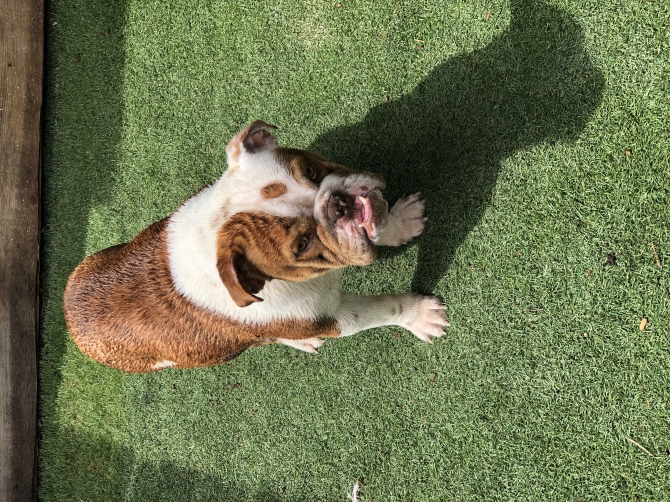 Exotic English Bulldogs For Sale