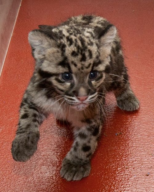 Exotic Cat Cubs Available