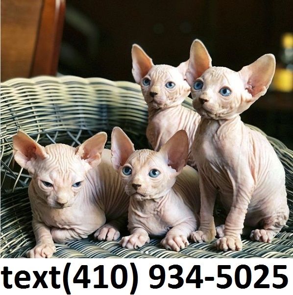 Super adorable sphynx kittens for sale!