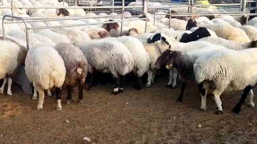 Fat Tail Awassi Sheep Available For Sale For More Info Text 252 325-8765 $85 Per Head