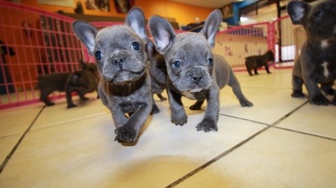 Precious French Bulldog Puppies Available
