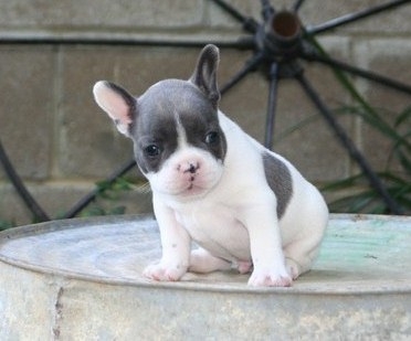 Gorgeous! French Bulldog Puppies Available