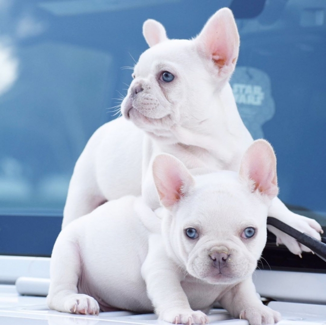 Sweet French Bulldogs For Adoption
