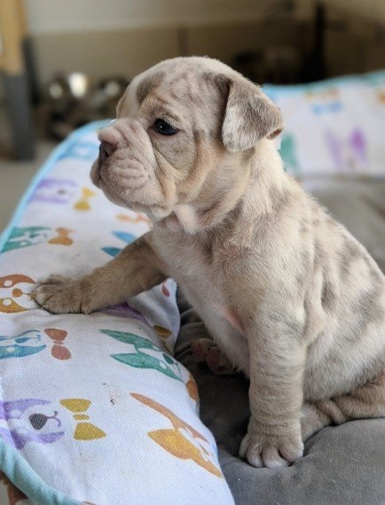 Beautiful Merle English Bulldog Puppies