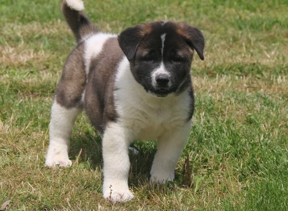 American Akita Female Puppy last One email us via scottyson90@gmail.com for more information! thank you