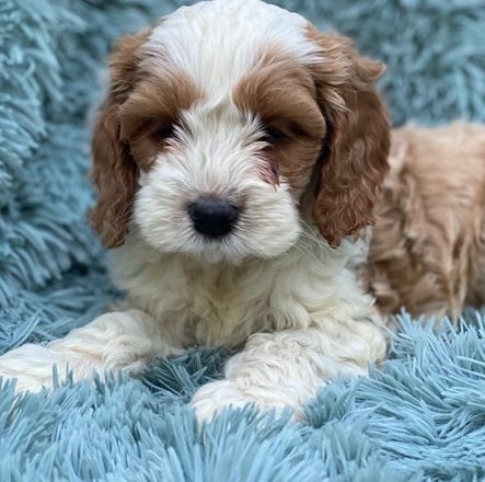 Charming Cockapoo Puppies For Sale! Email Us Via Scottyson90@gmail.com For More Information