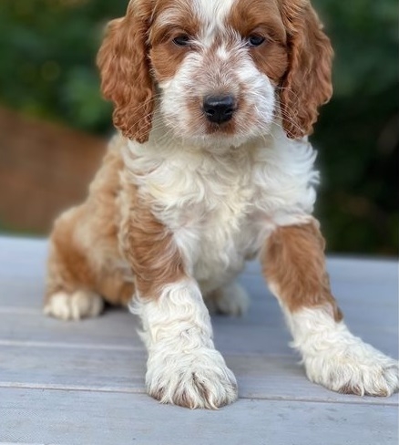 Charming Cockapoo Puppies For Sale! Email Us Via Scottyson90@gmail.com For More Information